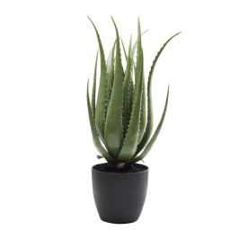 Deco plant aloe vera 